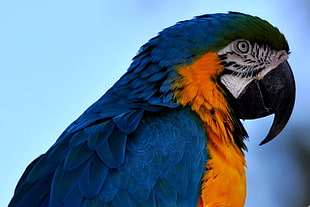 close up photo of blue and orange parrot, psittacines