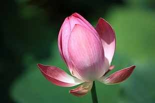 pink Lotus flower in bloom at daytime