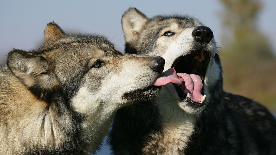 two brown wolfdogs, wolf, animals HD wallpaper