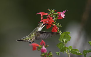 selective focus photography of Hummingbird and Scarlet sage flower HD wallpaper
