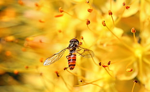 black and yellow hoverfly on yellow petaled flower during daytime
