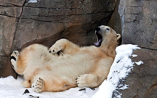 brown bear leaning of concrete wall HD wallpaper