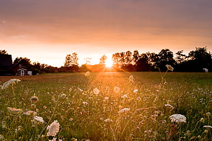 white dandelion field during sunset