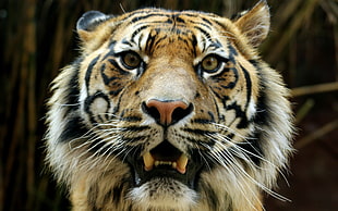 brown and black tiger print textile, Bengal tigers, animals, wildlife HD wallpaper