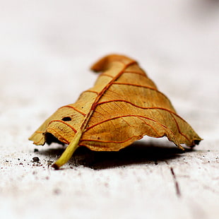 brown leaf on gray surface