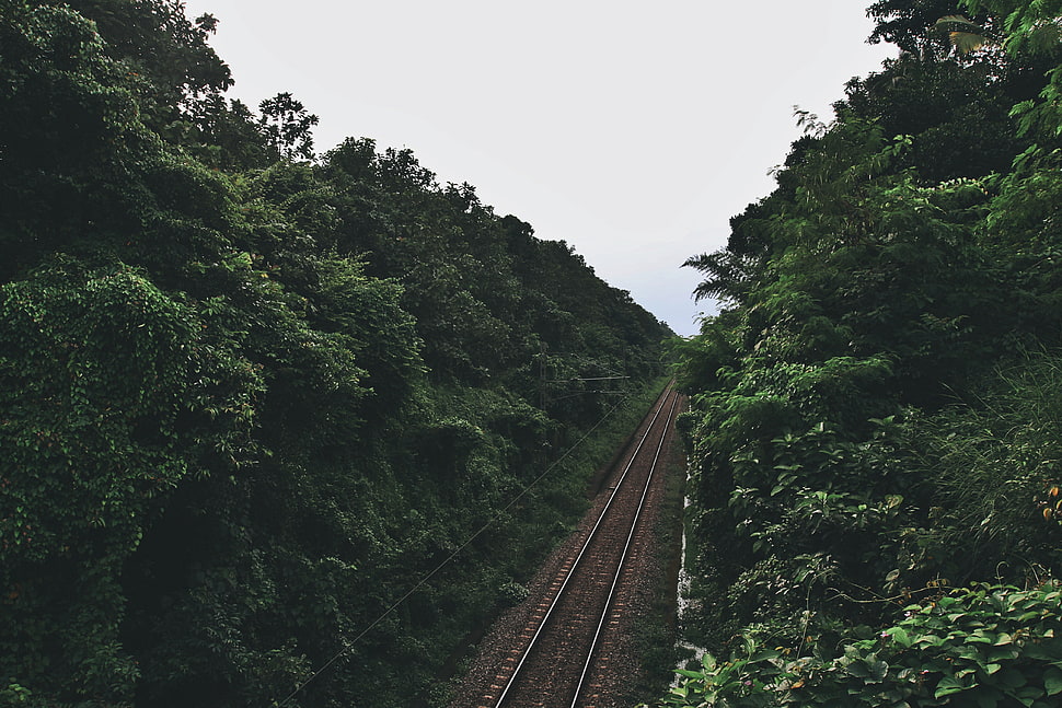 green trees and brown train rails HD wallpaper