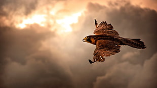 brown falcon, bird of prey, animals, birds HD wallpaper