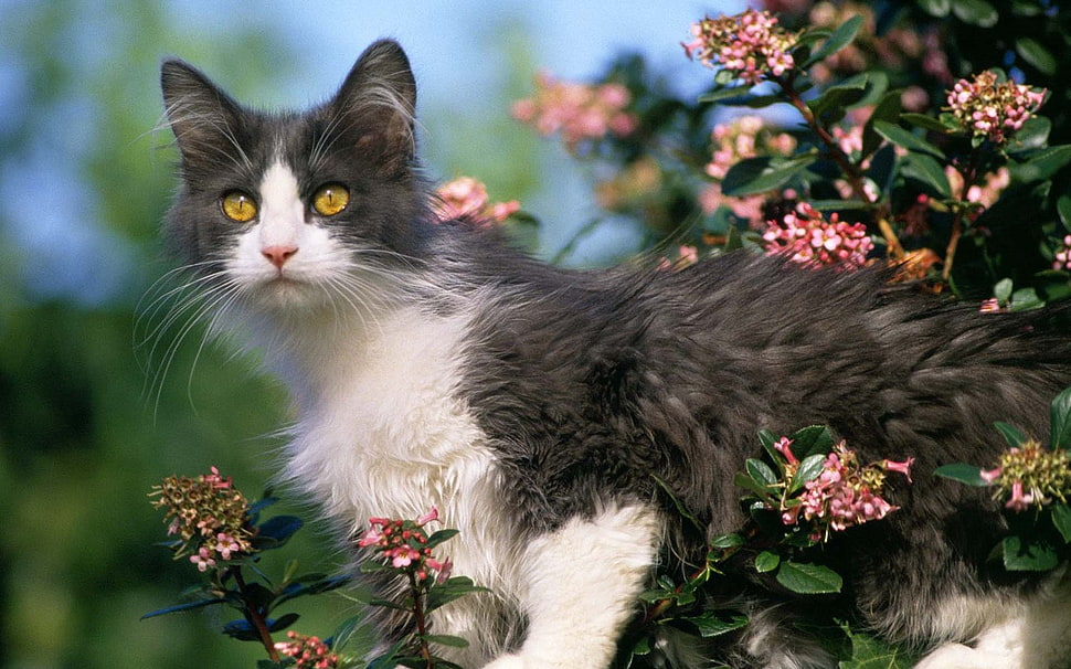 gray and white cat HD wallpaper