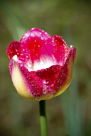 focus photography of red and yellow tulip flower