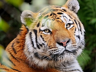 Siberian tiger in close up photography