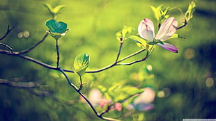 flowers, nature, twigs, plants HD wallpaper