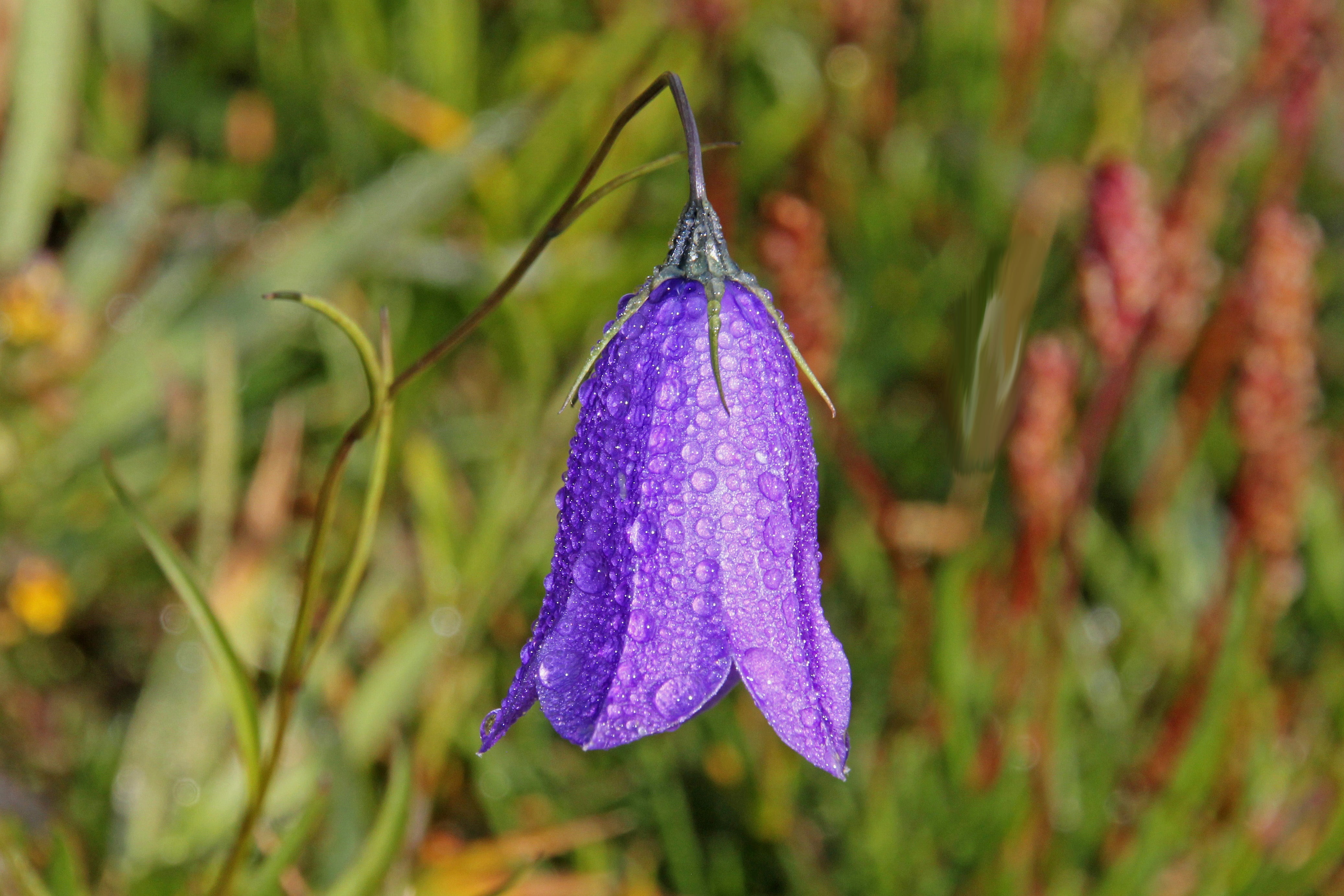 Purple campanula flower, Bellflower, Campanula, Flower HD wallpaper