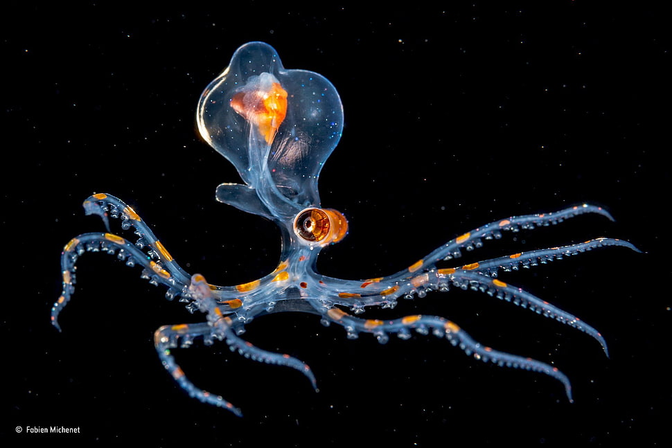 blue and orange octopus, nature, water, underwater, sea HD wallpaper