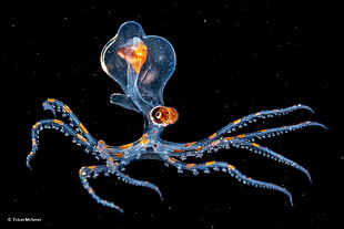 blue and orange octopus, nature, water, underwater, sea HD wallpaper