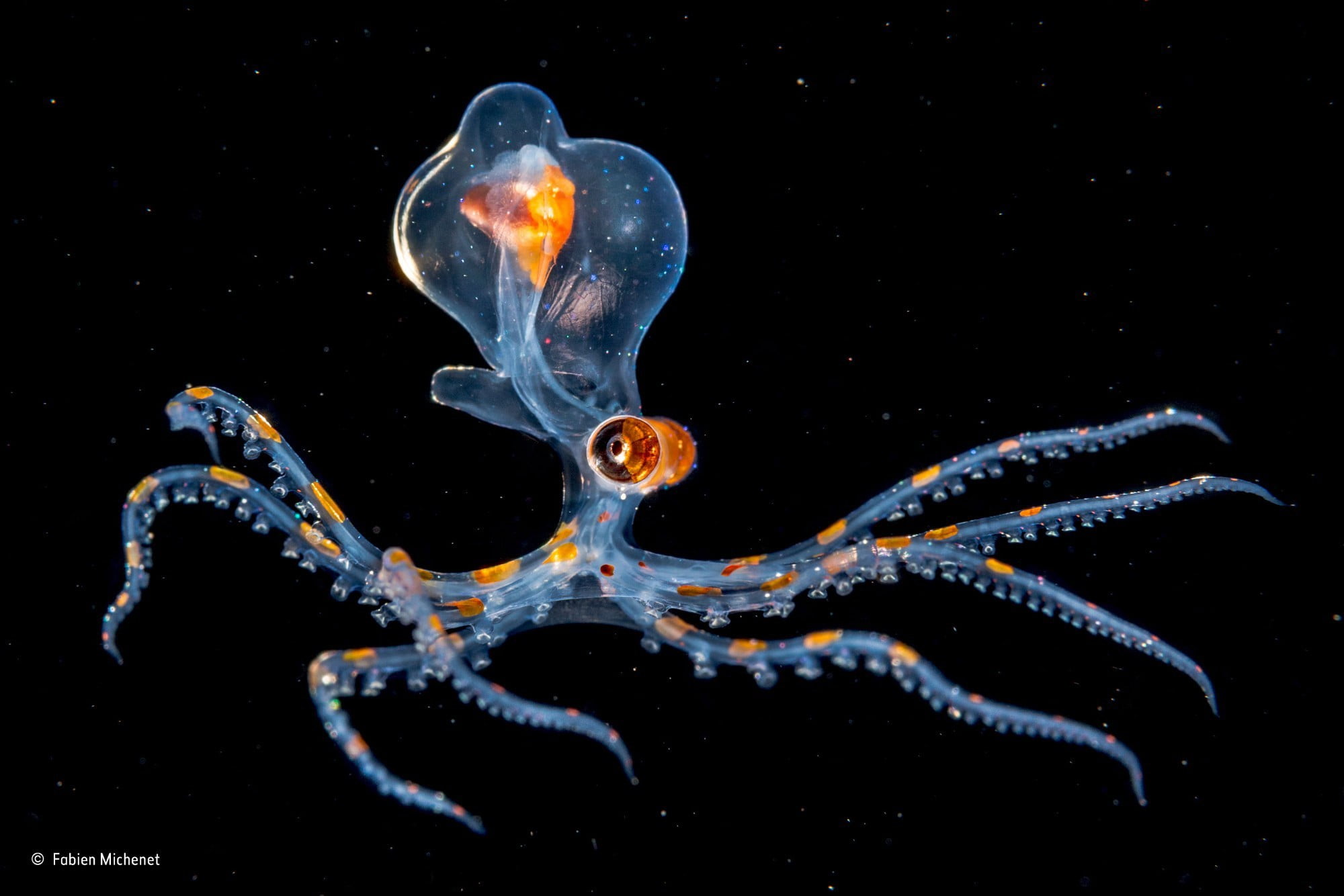 blue and orange octopus, nature, water, underwater, sea