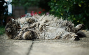 gray and black furred cat on concrete pathway