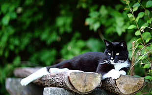 tuxedo cat laying on wooden and looking straight ahead