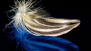 focus photography of gray bird feather
