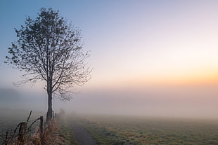 landscape photography of foggy road with tree during daytime HD wallpaper