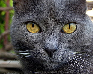 selective focus photo of Russian blue