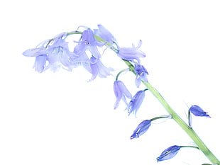 blue petaled flowers close-up photography on white background