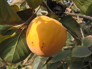 orange citrus fruit HD wallpaper