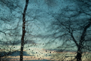 bare tree, water drops, window, trees, rain