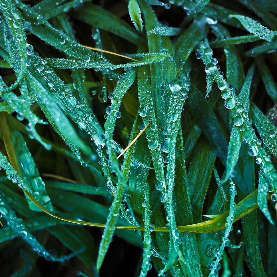 green leave plant HD wallpaper