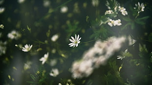 white petaled flowers, white flowers, green HD wallpaper