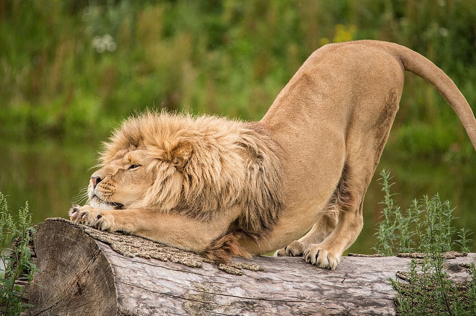 Lion on a bark photo HD wallpaper