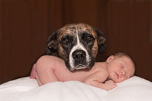 brindle American pit bull terrier on sleeping baby on white fleece textile