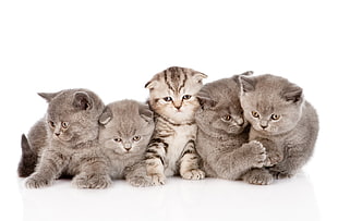 Kittens,  Fluffy,  Fold,  Striped