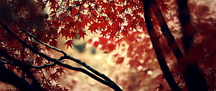red leafed tree, ultra-wide, depth of field, nature