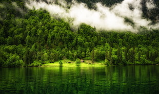 green leafed trees, nature, landscape, Germany, lake