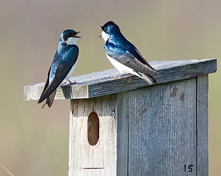 two blue-and-gray birds on gray wooden bird house