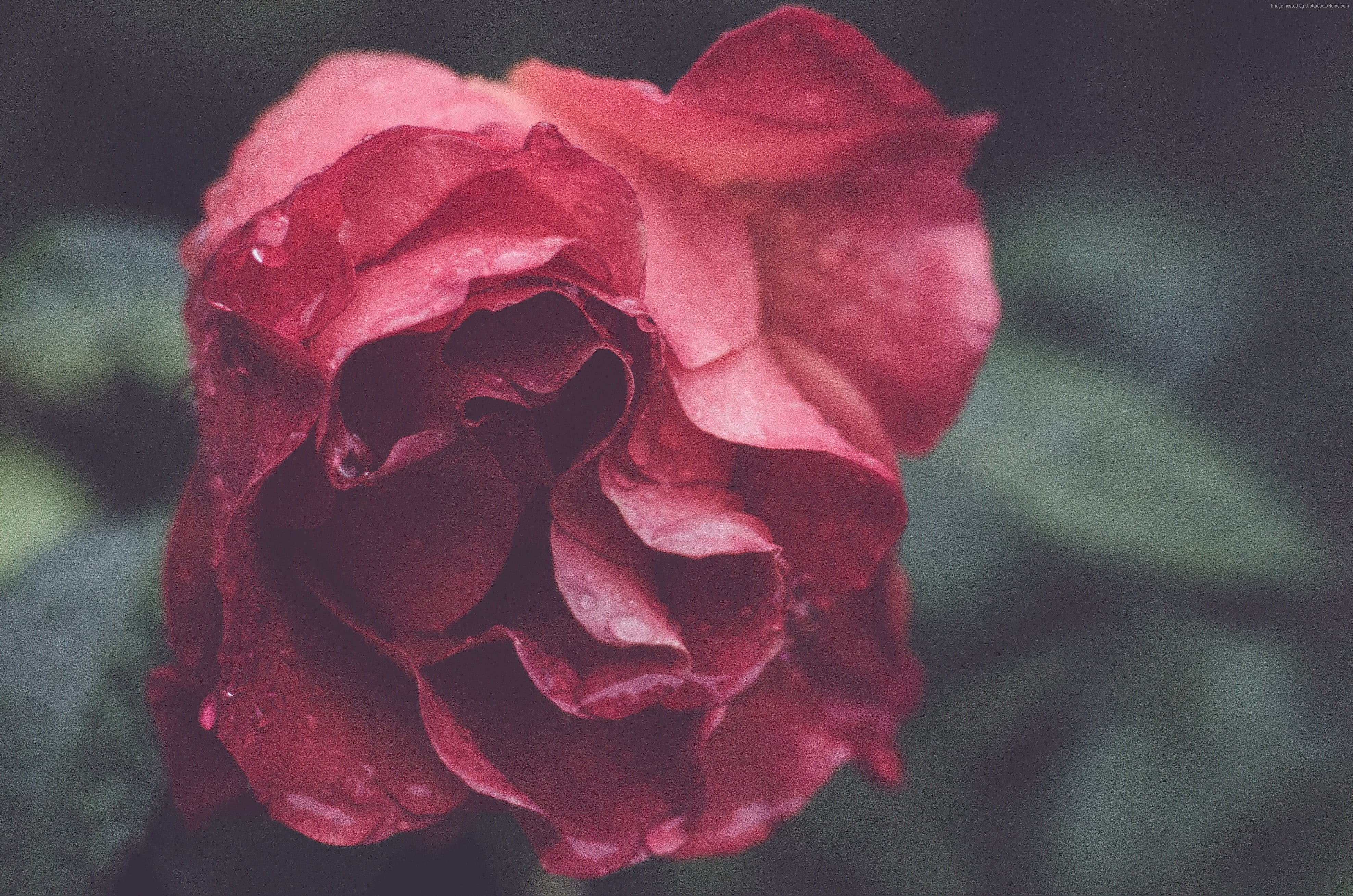Selective focus photography of red rose flower HD wallpaper | Wallpaper ...