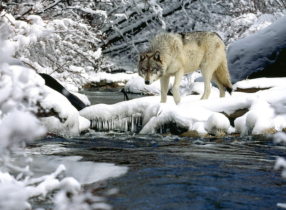 snow wolf beside icy lake during daytime HD wallpaper