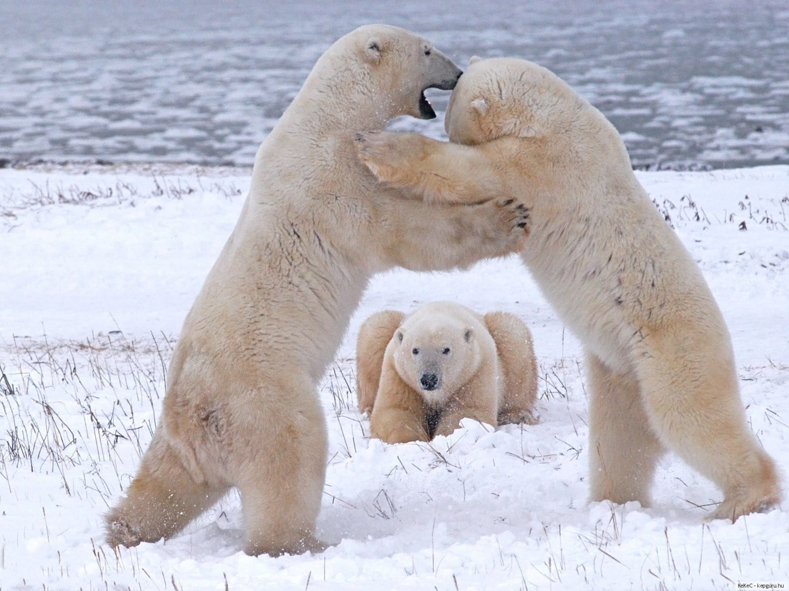 three white Polar bears HD wallpaper.