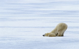 Polar bear leaning on snow