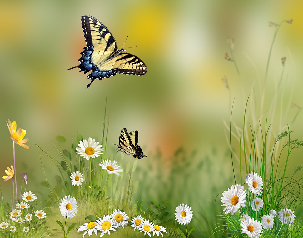 Two Tiger Swallowtail butterflies hovering over white daisy flowers ...