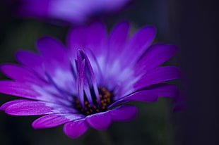 purple Osteospermum flower in bloom close-up photo HD wallpaper