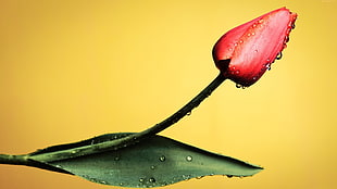 red tulip flower with water dew
