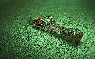 green and black fish lure, crocodiles, animals HD wallpaper