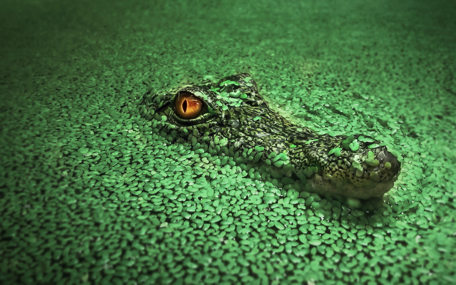 https://www.wallpaperflare.com/static/717/418/389/crocodiles-animals-green-black-wallpaper.jpg