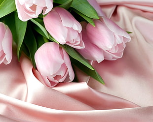 close-up photo of pink Roses HD wallpaper