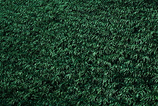 green turf, Grass, Lawn, Plants HD wallpaper