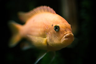close-up photography of yellow Parrot fish