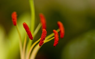red flower stalk in closeup photo HD wallpaper