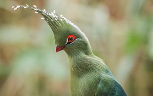 green and red short-beak bird HD wallpaper