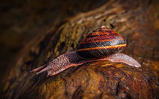 brown garden snail on brown surfaace